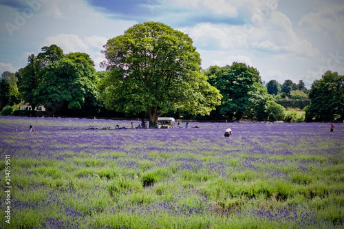 Lavender fields in England