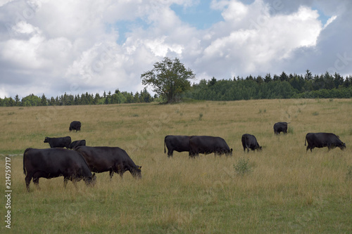 Fototapeta Naklejka Na Ścianę i Meble -  Black cows are grazing on the meadow. Beef cattle on the pasture.