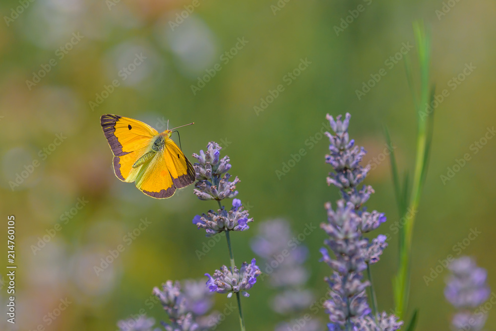 Colias crocea ali aperte Colias crocea ali aperte