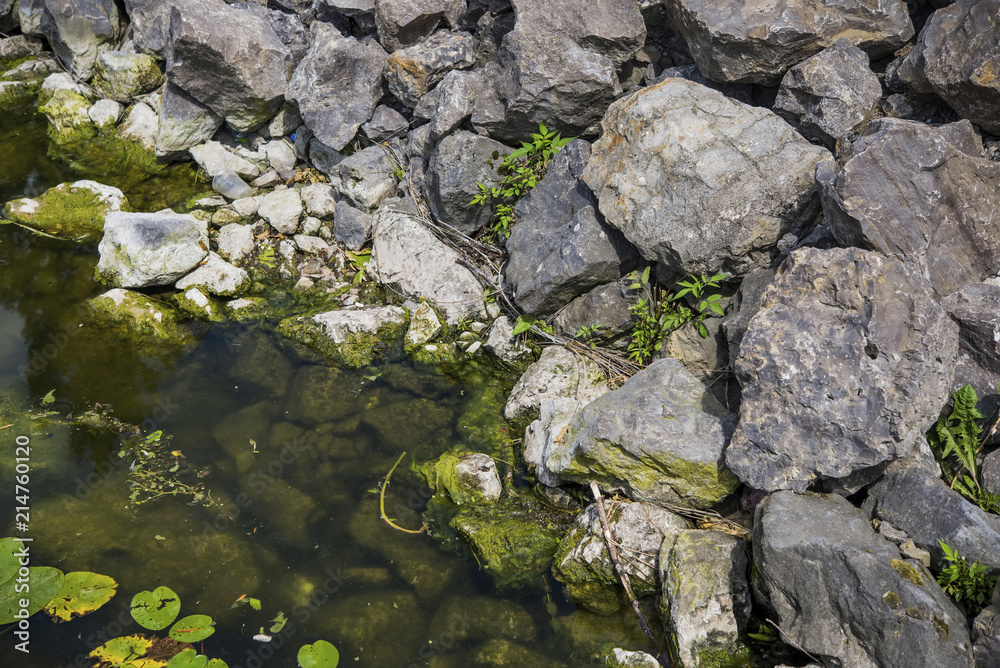 stones in a river overgrown with moss