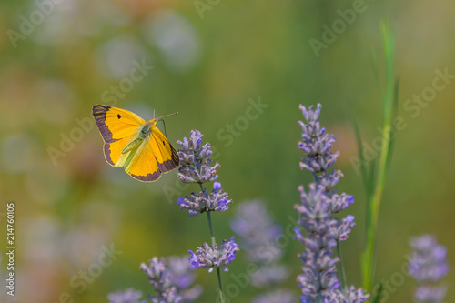 Colias crocea ali aperte