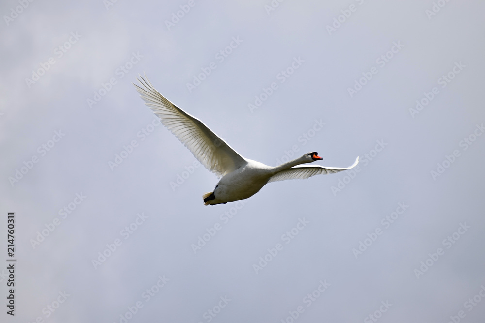 Fototapeta premium Flying swan. Background sky with clouds.