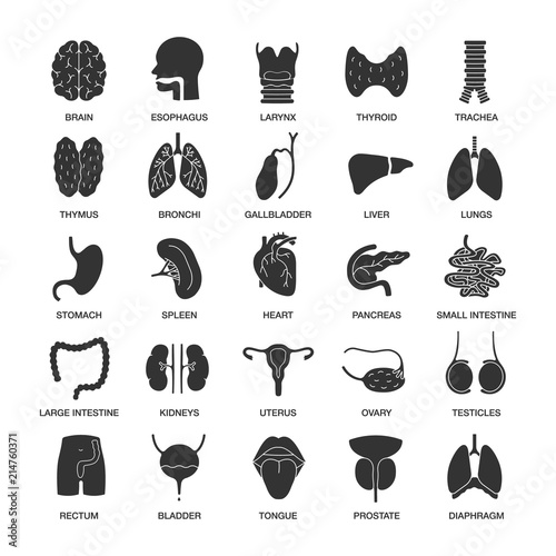 Internal organs glyph icons set