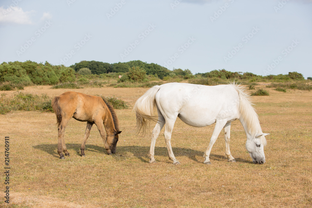 New forest New forest