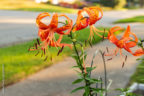 tiger lilies hanging out near the sidewalk at dawn