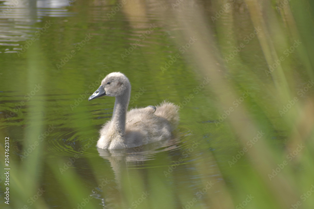 Young swan on the edge of the pond, in the foreground blurred grass