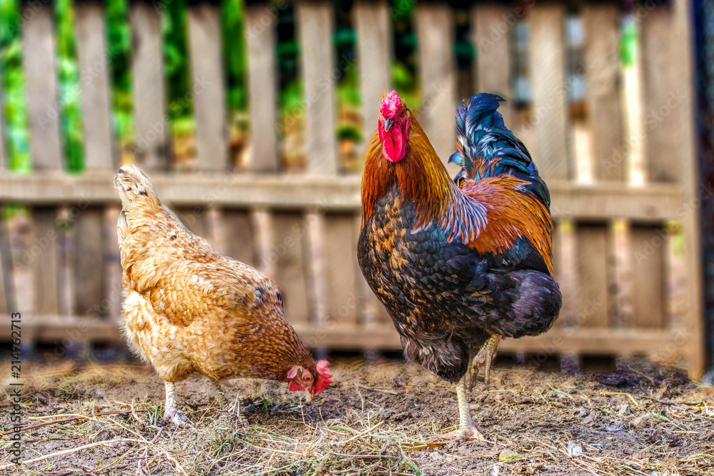 Keuken achterwand met feathered chicken and rooster on grazing #214762713