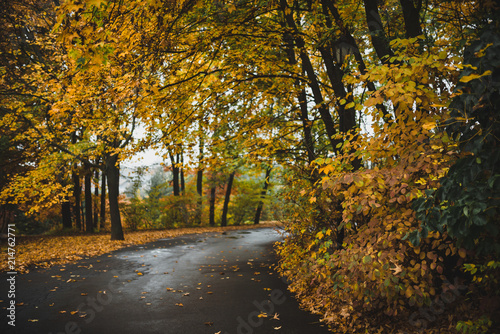 Autumn landscape of yellow leaves park and road