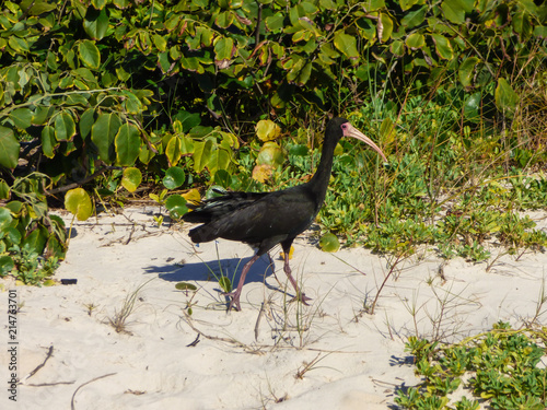 Bare-faced ibis at Lagoinha do norte beach - Florianopolis, Brazil photo