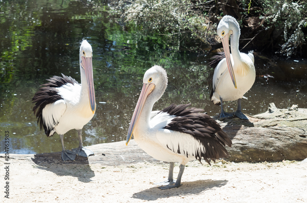 Australian pelican, Pelecanus conspicillatus, is a large Australian waterbird. Australian pelican, Pelecanus conspicillatus, is a large Australian waterbird.