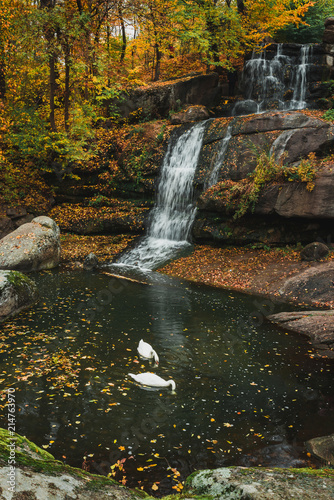 Fototapeta Naklejka Na Ścianę i Meble -  Swans in lake with waterfall in autumn