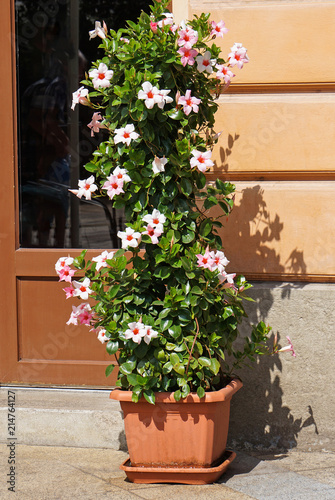 Fototapeta Naklejka Na Ścianę i Meble -  Flowers in a pot on the street next to a shop