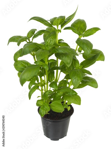 Basil plant in flower pot