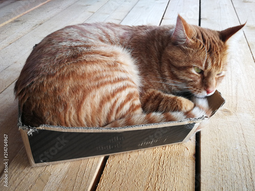 big red cat  in a small box