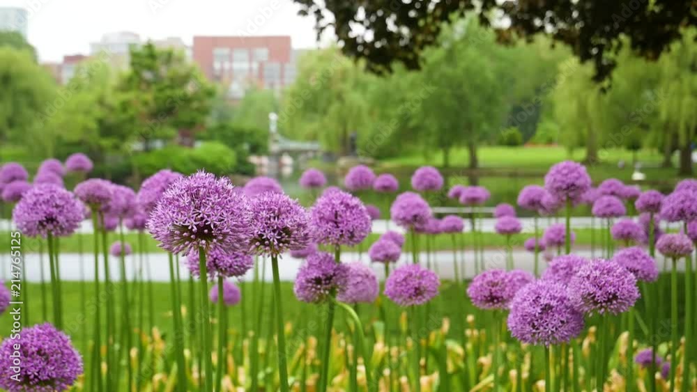 Purple Flowers in Boston Public Garden - Static Shot Purple Flowers in Boston Public Garden - Static Shot