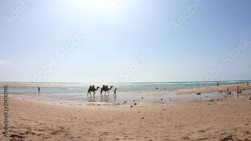 4K Video. Berber man with two camels walking on sand in the beach in Morocco