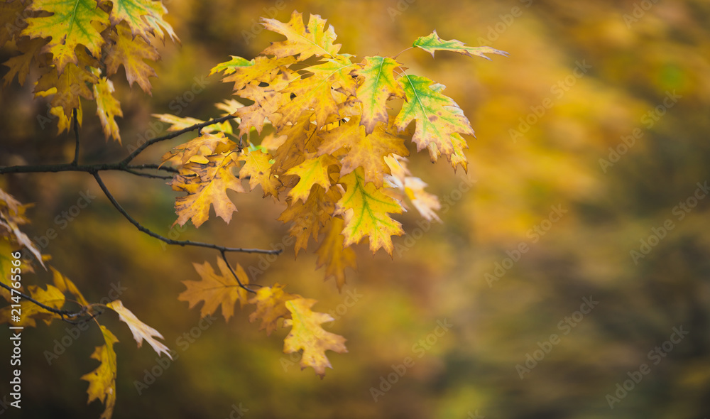 Oak branch in autumn park background Oak branch in autumn park background