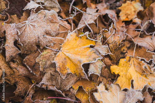 Many frosted yellow mapple leaves on the ground. Autumn background