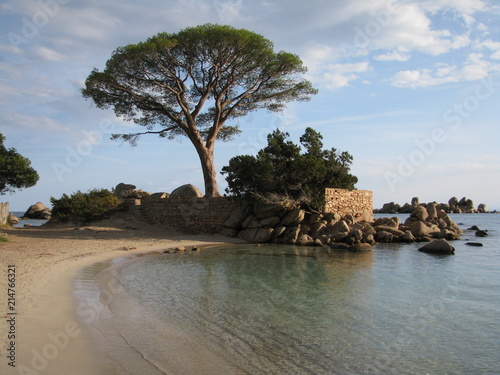 Fototapeta Naklejka Na Ścianę i Meble -  Palombaggia - Corsica - France