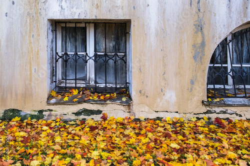 Old dirty windows with metal grid on building wall with fallen colorful red  orange and yellow maple leaves. Autumn contrasts in city. 