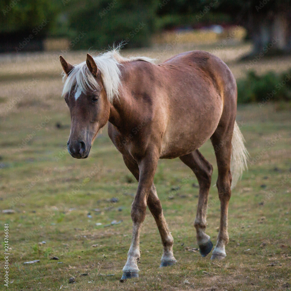 Obraz premium native ponies