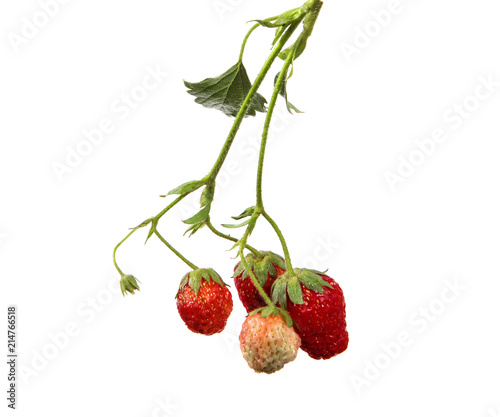  bunch of strawberries on a branch on a isolated white background