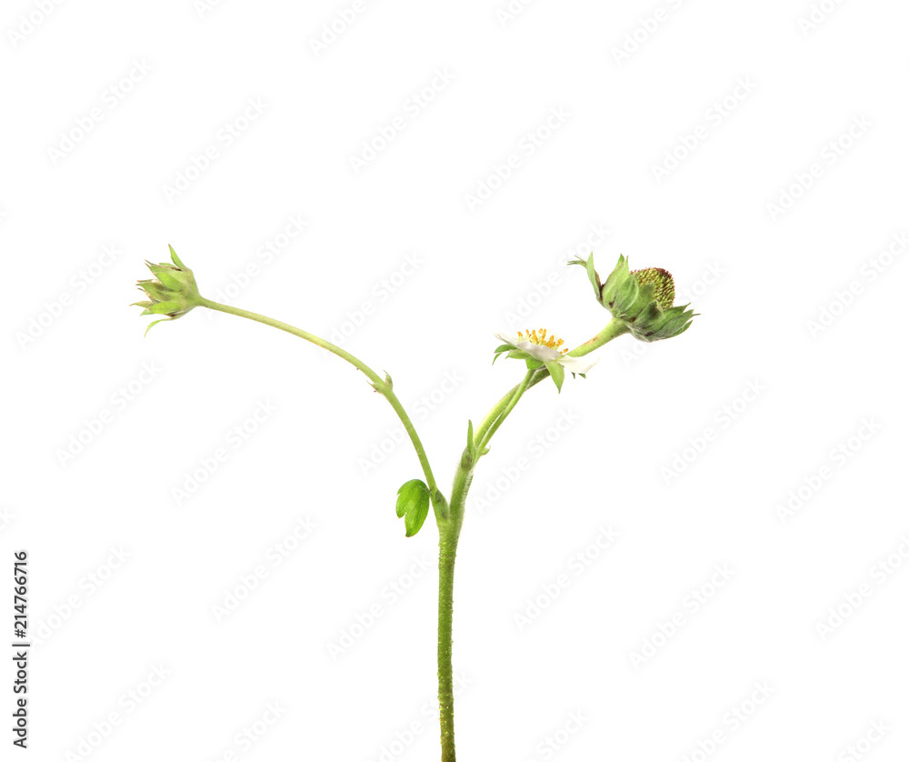 unripe green strawberry with foliage on isolated white background unripe green strawberry with foliage on isolated white background