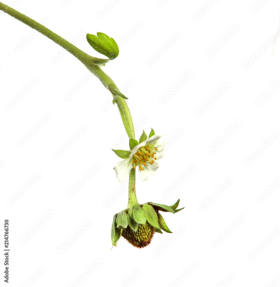Obraz premium unripe green strawberry with foliage on isolated white background