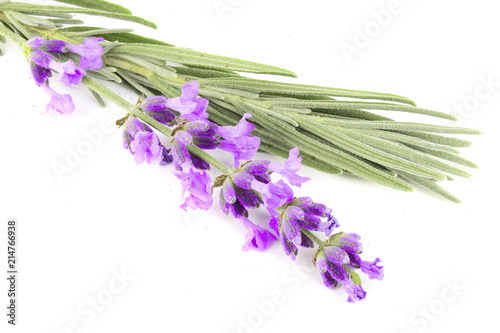 Twig of lavender with leaf isolated on a white background