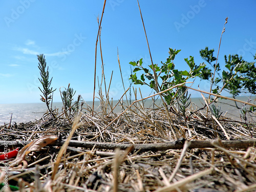 grass