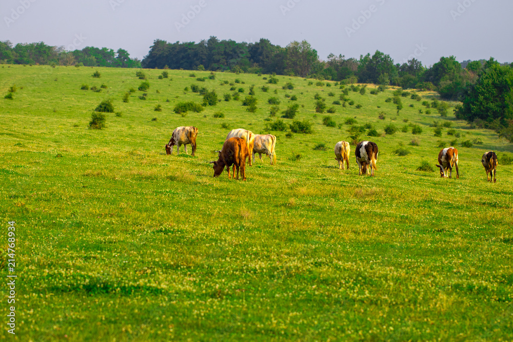 Herd of cows grazing in the middle of the field in summer Herd of cows grazing in the middle of the field in summer