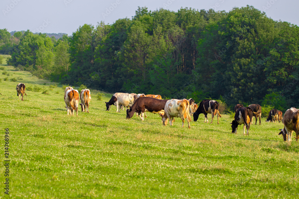 Herd of cows grazing  in the middle of the field in summer