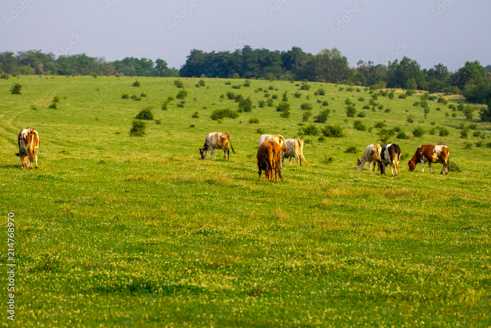 Herd of cows grazing  in the middle of the field in summer