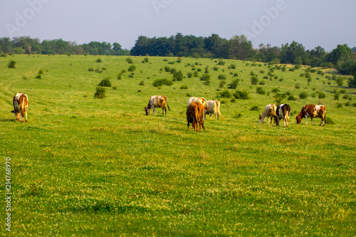 Herd of cows grazing in the middle of the field in summer