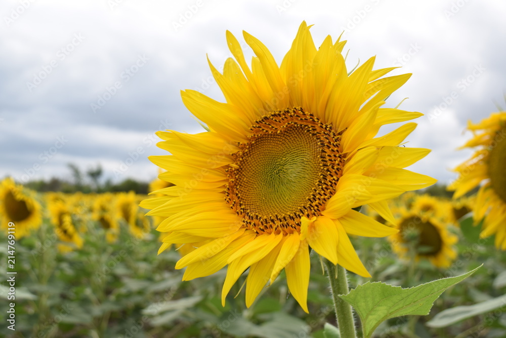 sunflower