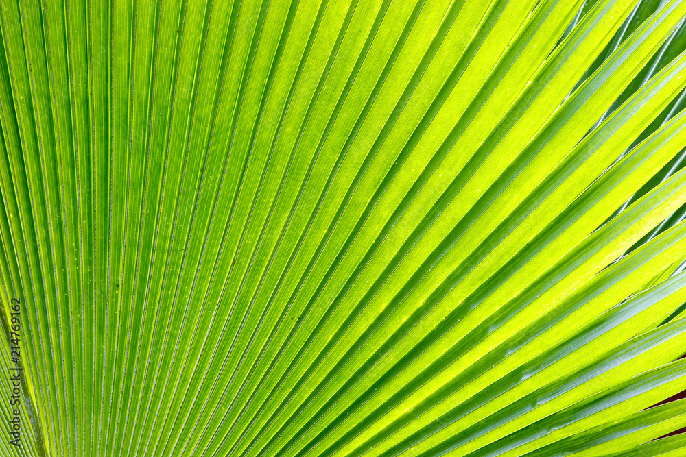 Lines and textures of Green Palm leaves Lines and textures of Green Palm leaves