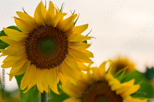 Summer sunflower field. Field of sunflowers with blue sky