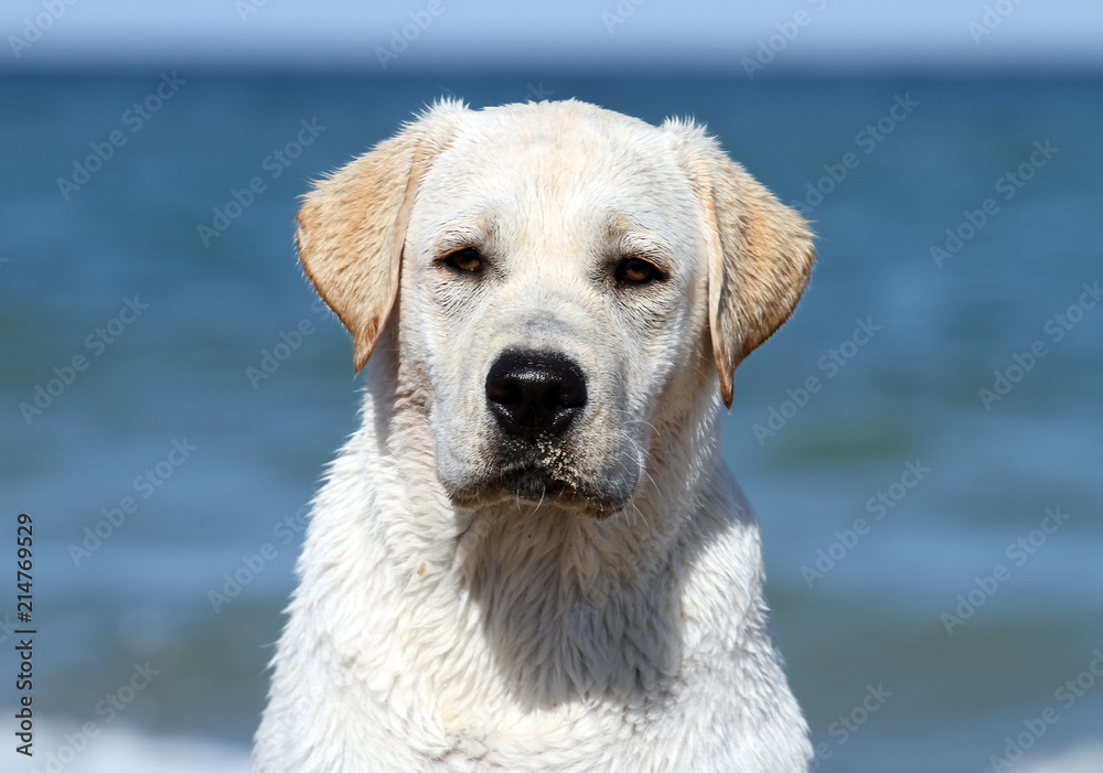 a sweet yellow labrador playing at the sea portrait