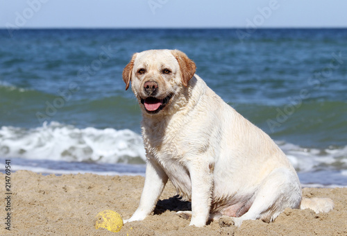 a sweet yellow labrador playing at the sea close up