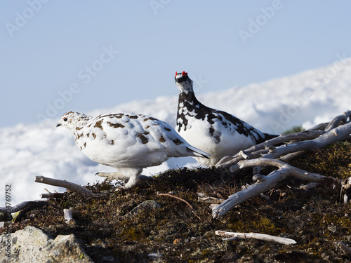 Schilderij op canvas ライチョウのつがい(rock ptarmigan)