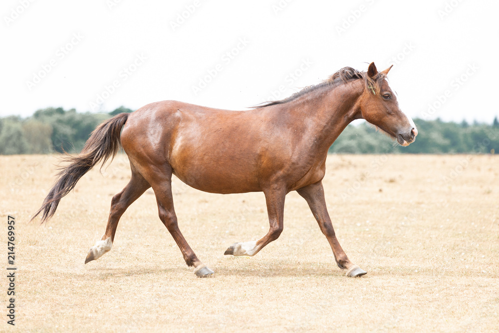 Obraz premium new forest