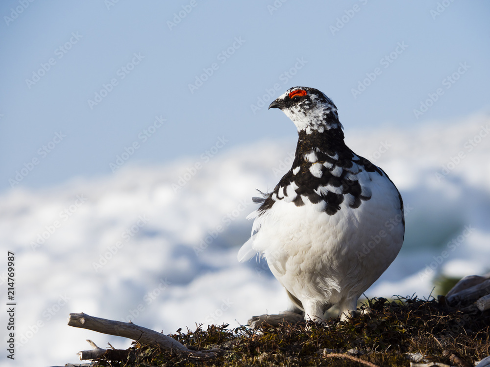 ライチョウ雄(rock ptarmigan) ライチョウ雄(rock ptarmigan)