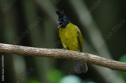 black-crested bulbul perched on branch © forest71