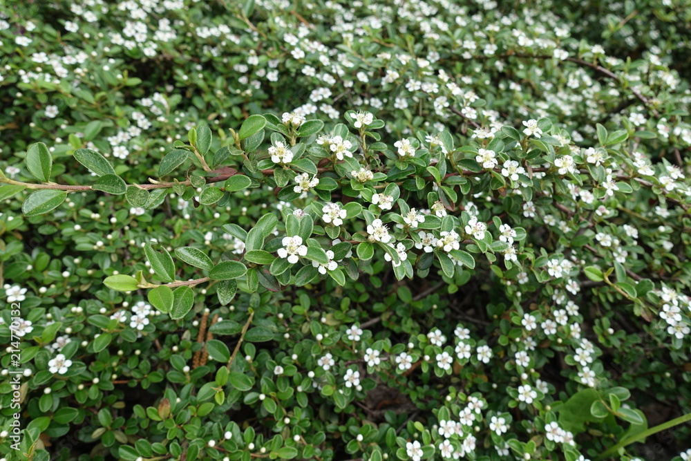 Cotoneaster horizontalis in full bloom in May Cotoneaster horizontalis in full bloom in May