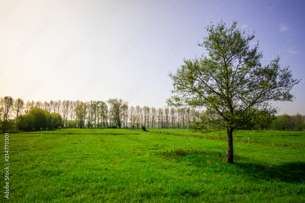 Lonely tree in a field on a sunny evening in Belgium