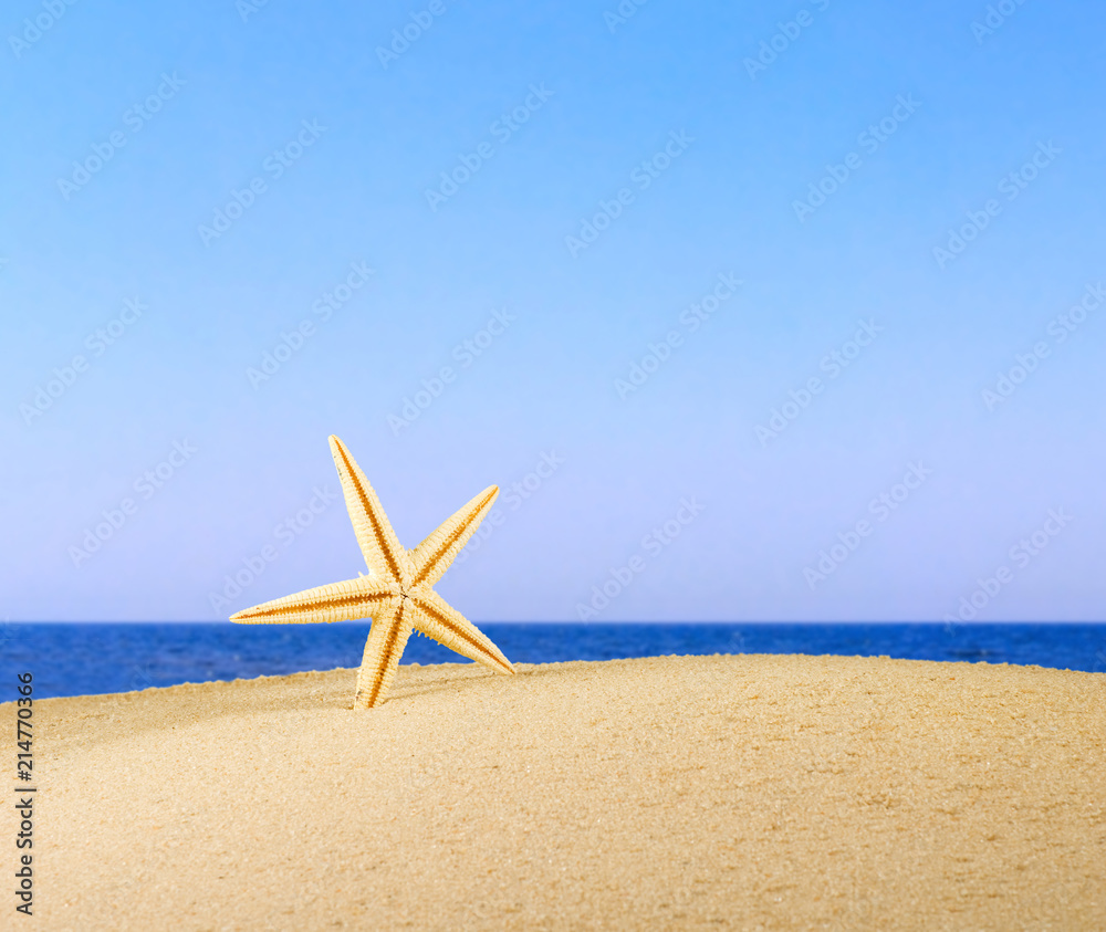 sea shell on sand against the sea sea shell on sand against the sea