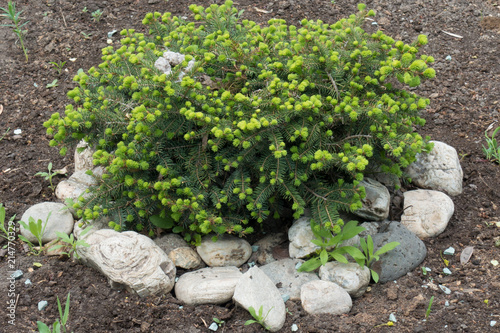Cultivar of Dwarf spruce in the rock garden