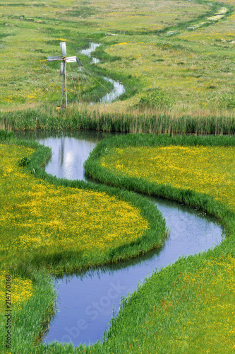Mill and winding river between fields of flowers in the Netherlands