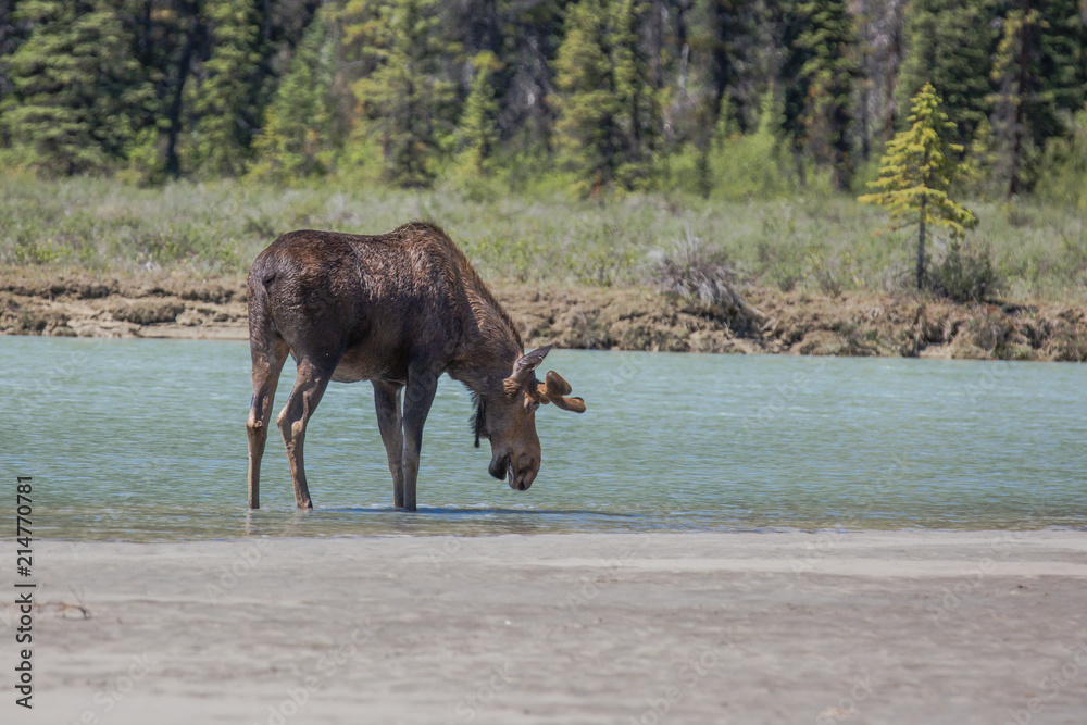 moose moose