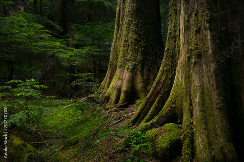 Old Growth Tree Trunks